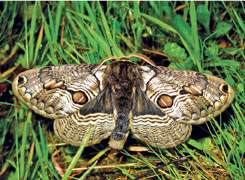 O Abutre Brahmea - uma borboleta única - Laghi di Monticchio | Secret World Trip Planner