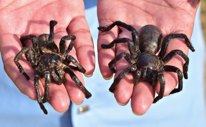 Fried Spider – Cambodia