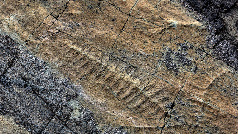 Нуқтаи хато - Mistaken Point | Secret World Trip Planner