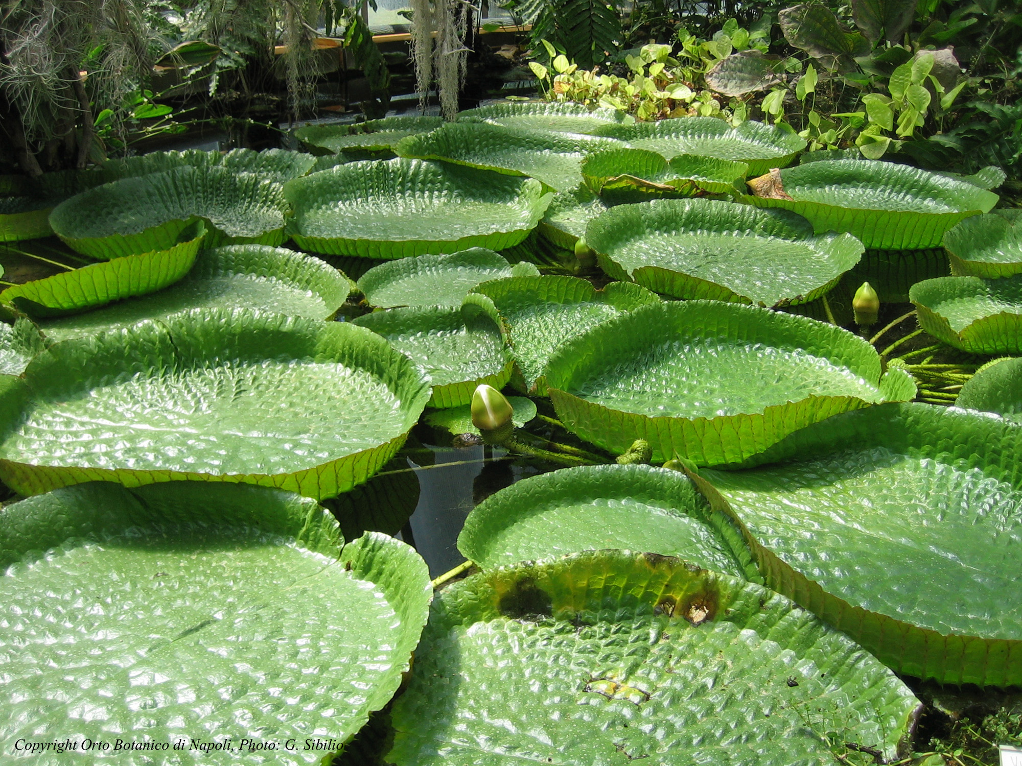 Orto Botanico di Napoli - Napoli | Secret World Trip Planner