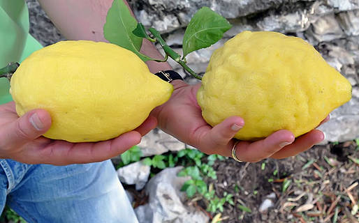Limone di amalfi - Amalfi | Secret World Trip Planner