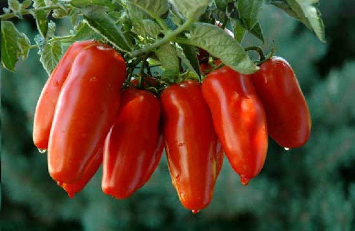 San Marzano - Re Pomodoro  - Sarno | Secret World Trip Planner