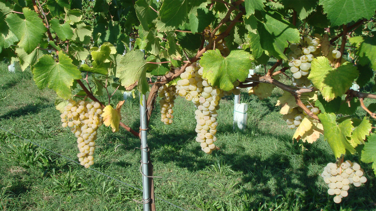 Trebbiano d'Abruzzo - Abruzzo | Secret World Trip Planner