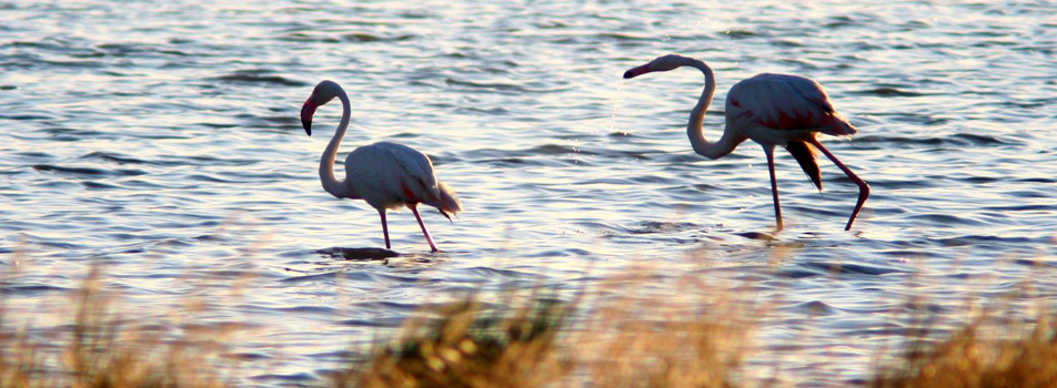 La riserva naturale Salina di Cervia - 61 | Secret World Trip Planner