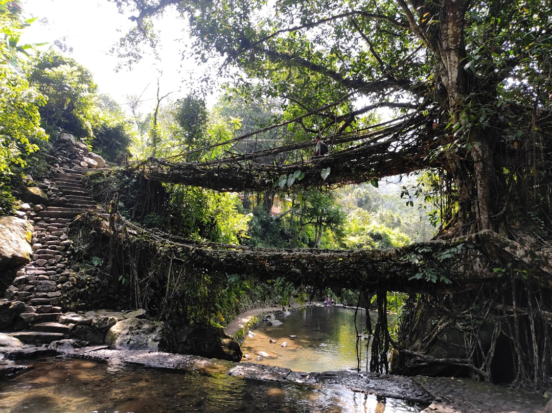 Living Root Bridges of Meghalaya - Cherrapunji-Mawsynram Reserve Forest | Secret World Trip Planner
