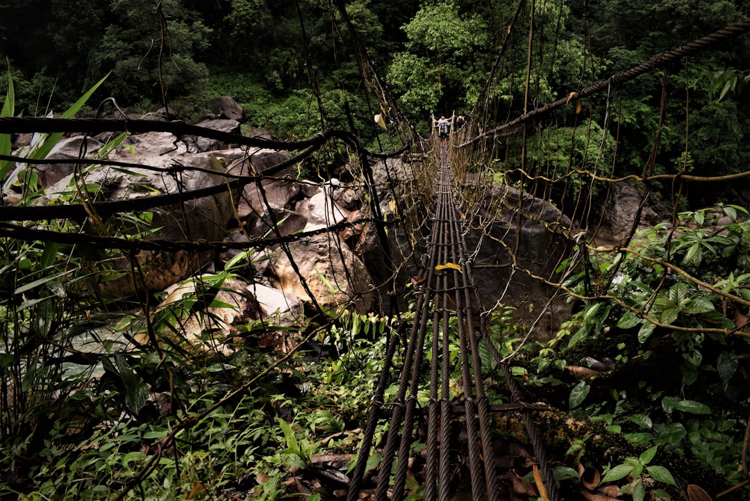 Living Root Bridges of Meghalaya - Cherrapunji-Mawsynram Reserve Forest | Secret World Trip Planner