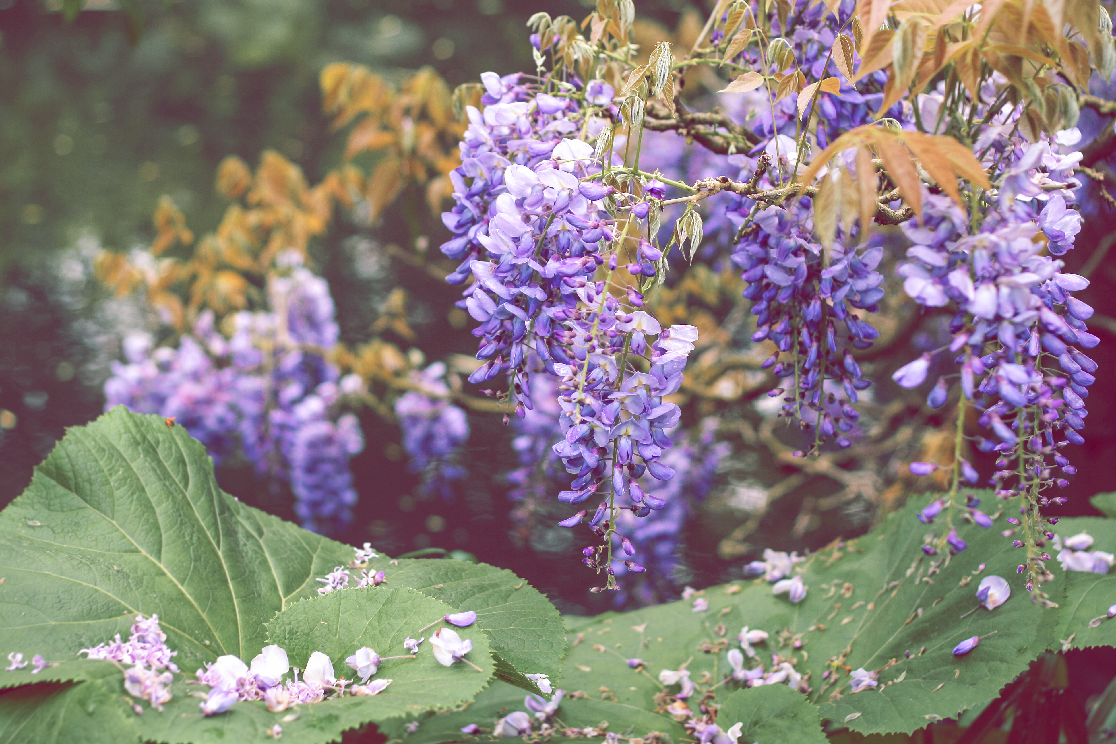 Giverny e Claude Monet - Giverny | Secret World Trip Planner