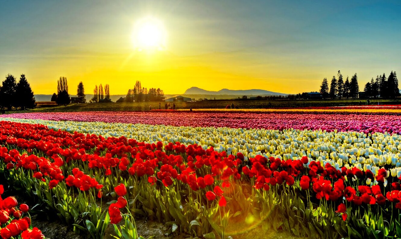 Washington's Skagit Valley tulip - Skagit Valley | Secret World Trip Planner