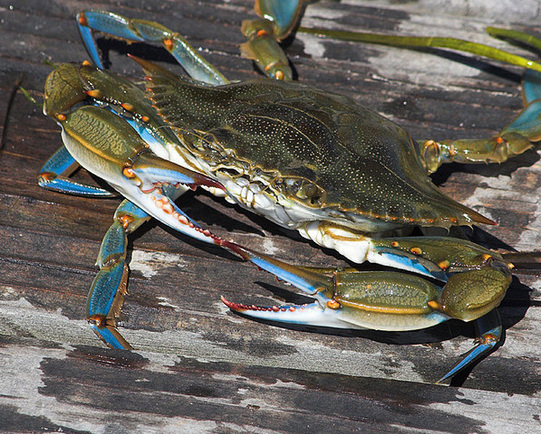 Maryland blue Crab - Maryland | Secret World Trip Planner