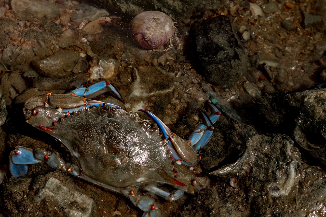 Maryland blue Crab - Maryland | Secret World Trip Planner