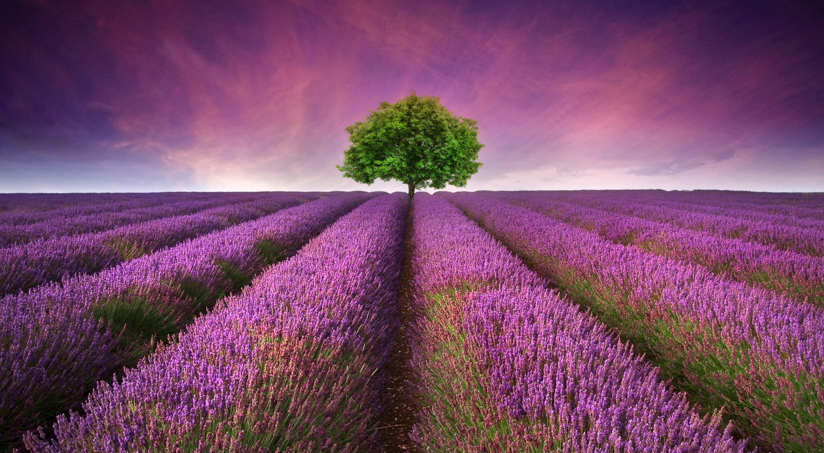 Fioritura della lavanda da giugno ad agosto nel Luberon — Provenza-Alpi-Costa Azzurra