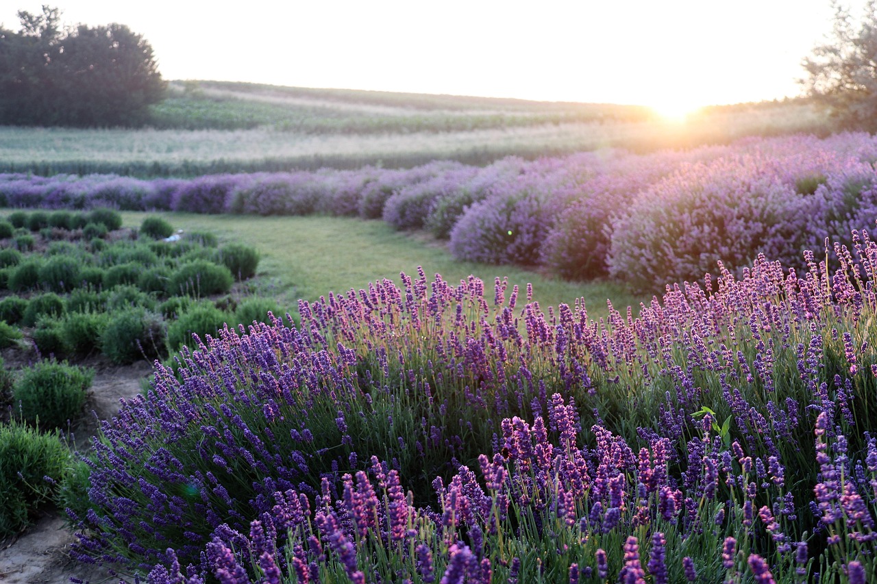 Fioritura della lavanda da giugno ad agosto nel Luberon - Provenza-Alpi-Costa Azzurra | Secret World Trip Planner