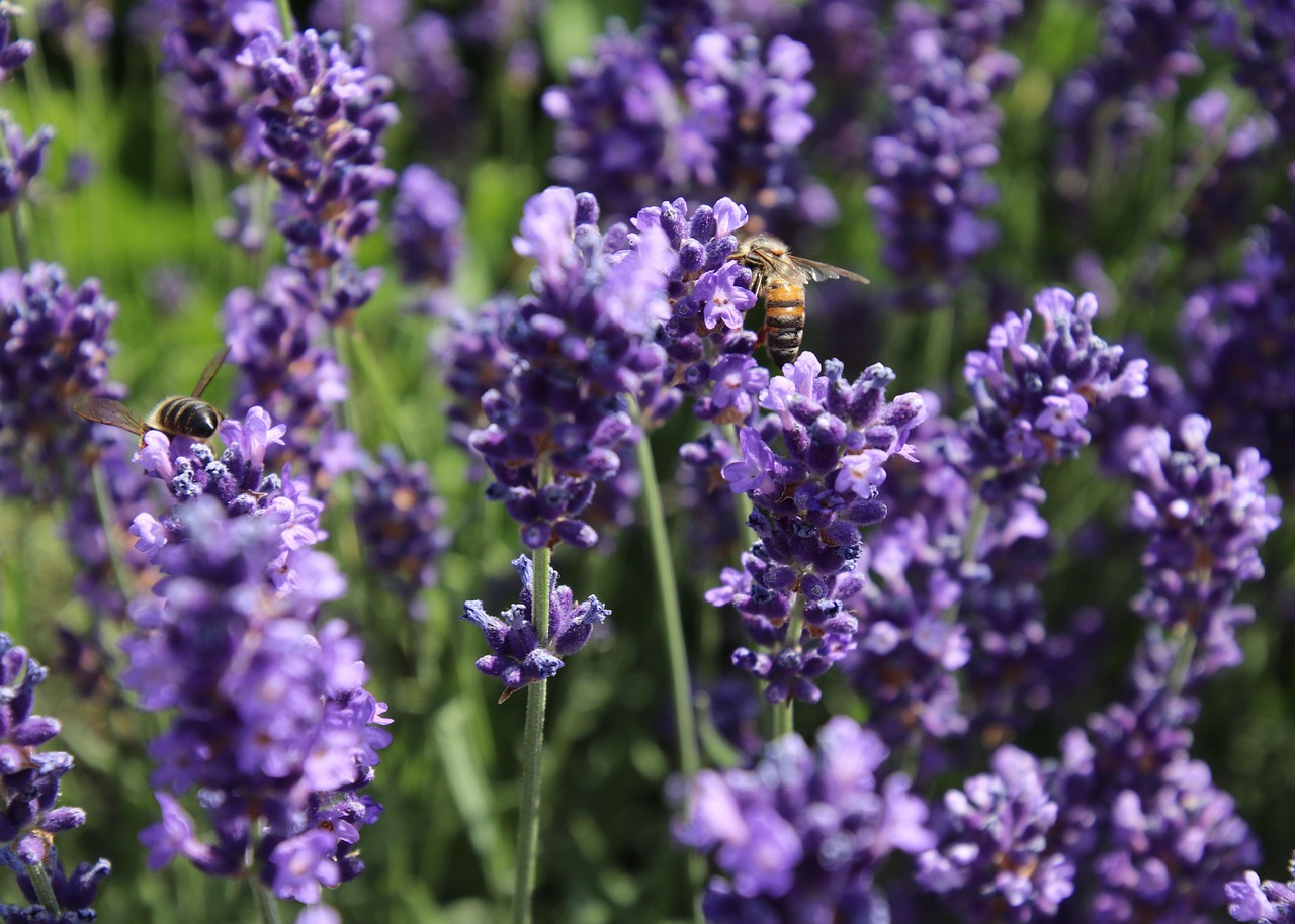 Fioritura della lavanda da giugno ad agosto nel Luberon - Provenza-Alpi-Costa Azzurra | Secret World Trip Planner
