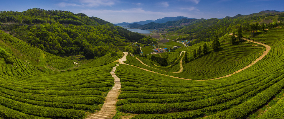 Boseong County is famous for its green tea leaves - Boseong | Secret World Trip Planner