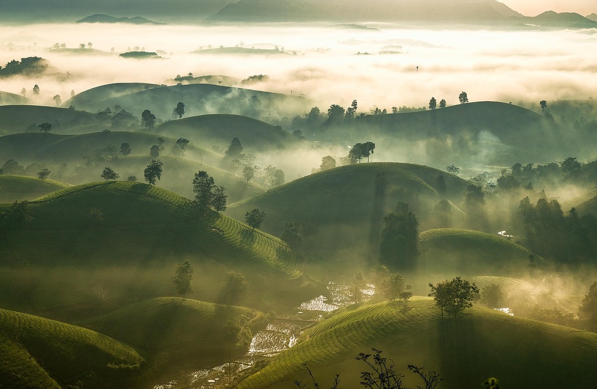 Boseong County is famous for its green tea leaves - Boseong | Secret World Trip Planner