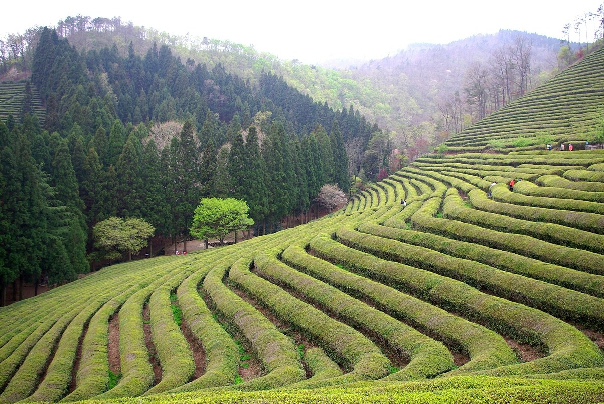Boseong County is famous for its green tea leaves - Boseong | Secret World Trip Planner