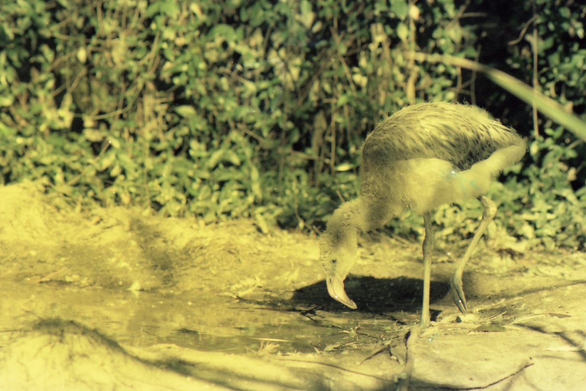 One of America's best zoos, Riverbanks Zoo and Garden - Columbia | Secret World Trip Planner