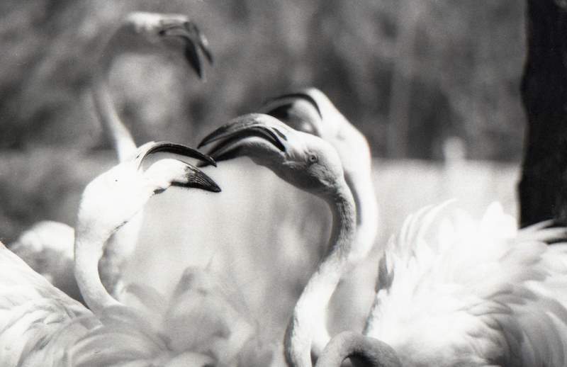 One of America's best zoos, Riverbanks Zoo and Garden - Columbia | Secret World Trip Planner