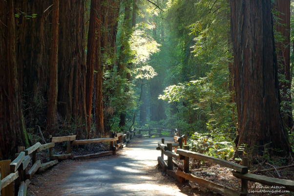 Muir Woods National Monument - Mill Valley | Secret World Trip Planner