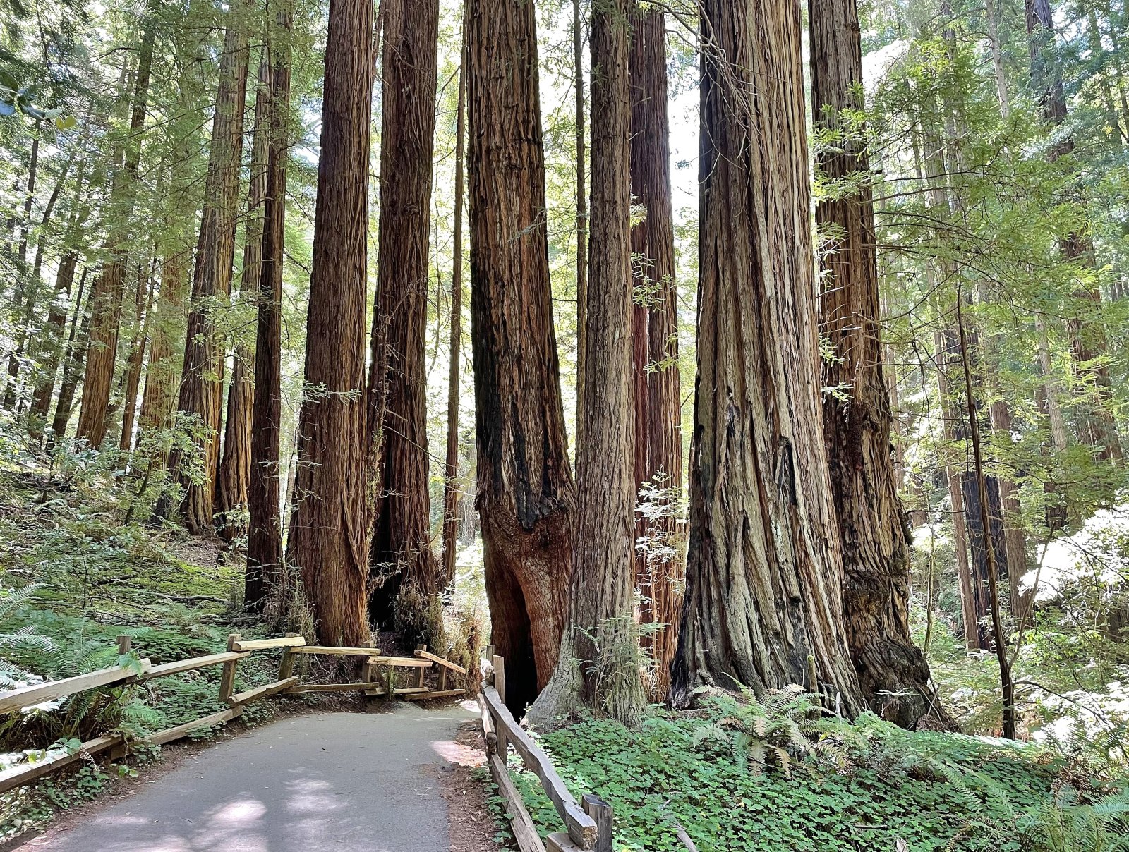 Muir Woods National Monument - Mill Valley | Secret World Trip Planner
