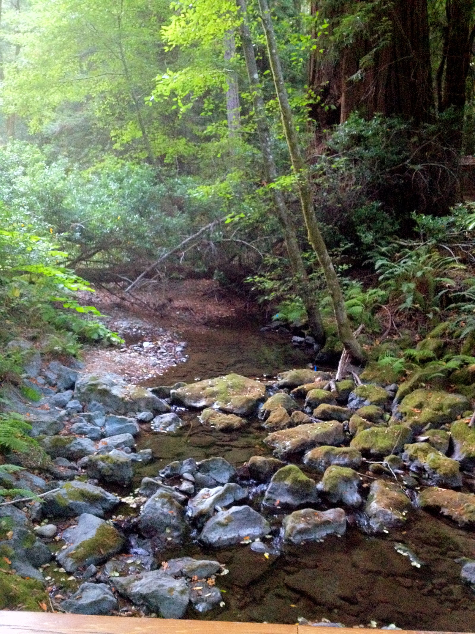 Muir Woods National Monument - Mill Valley | Secret World Trip Planner