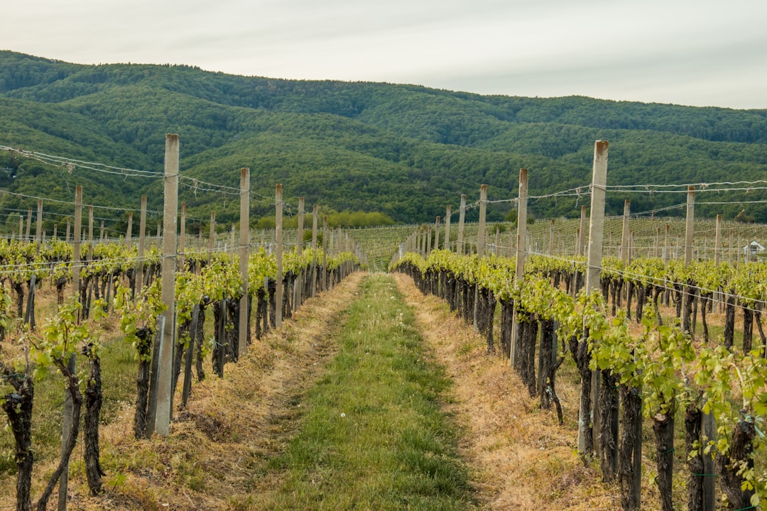 Kutjevo is famous wine-growing area near mount Krndija - Kutjevo | Secret World Trip Planner
