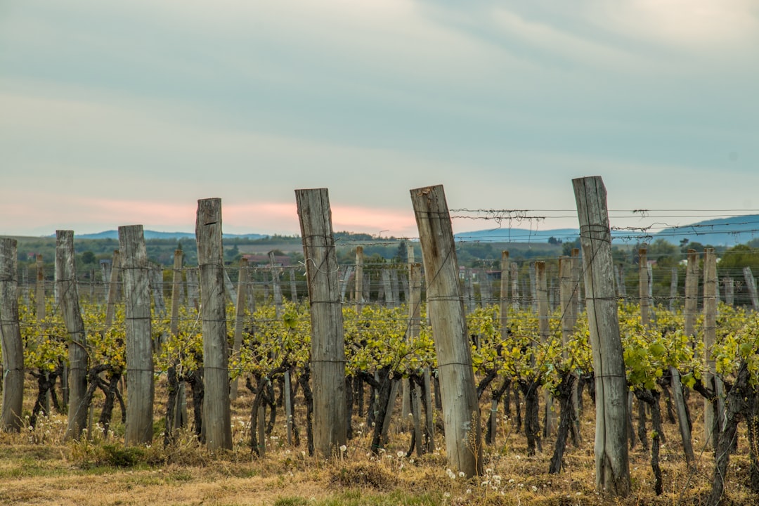 Kutjevo is famous wine-growing area near mount Krndija - Kutjevo | Secret World Trip Planner