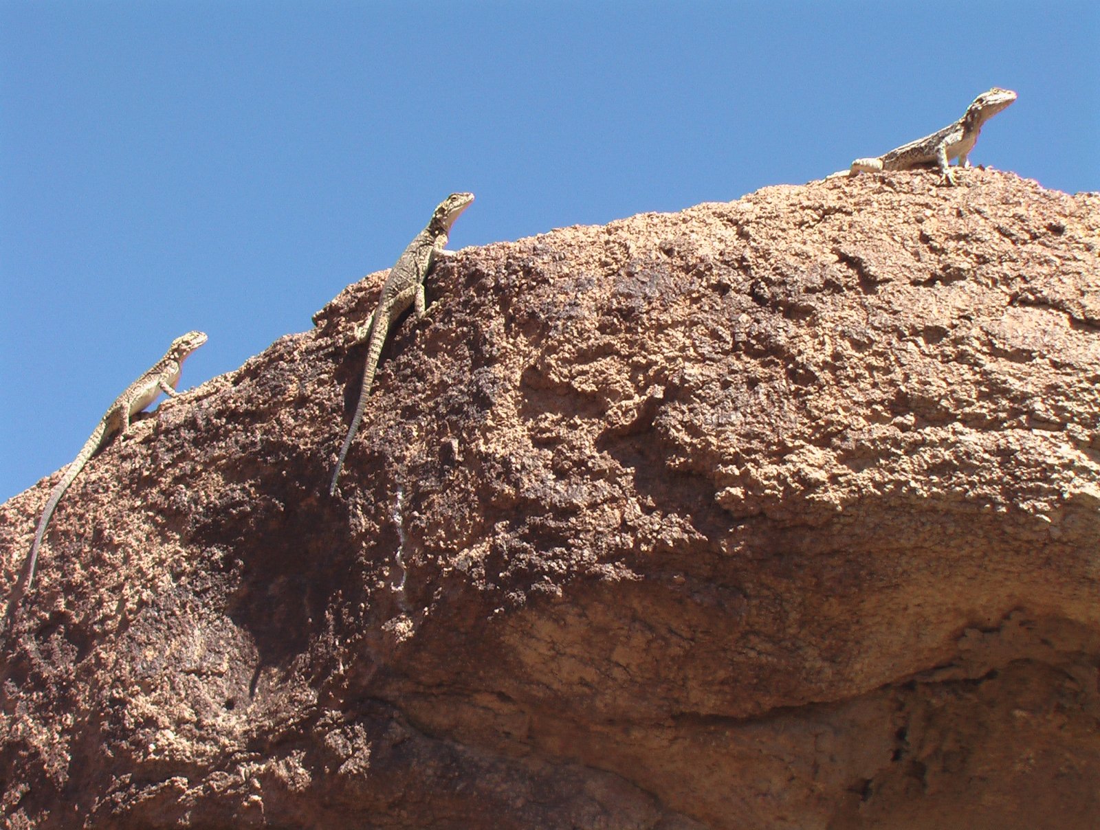 The Gobi is a large desert region in Asia - Provincia del Gov'-Altaj | Secret World Trip Planner