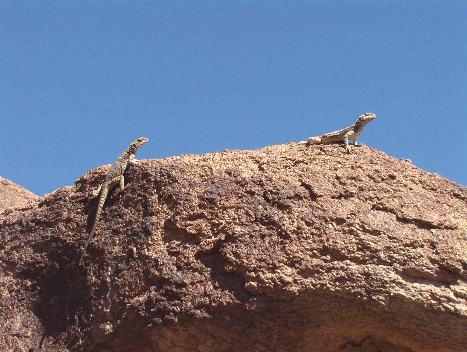 The Gobi is a large desert region in Asia - Provincia del Gov'-Altaj | Secret World Trip Planner