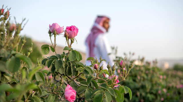 Taif's Rose Fields - Taif | Secret World Trip Planner