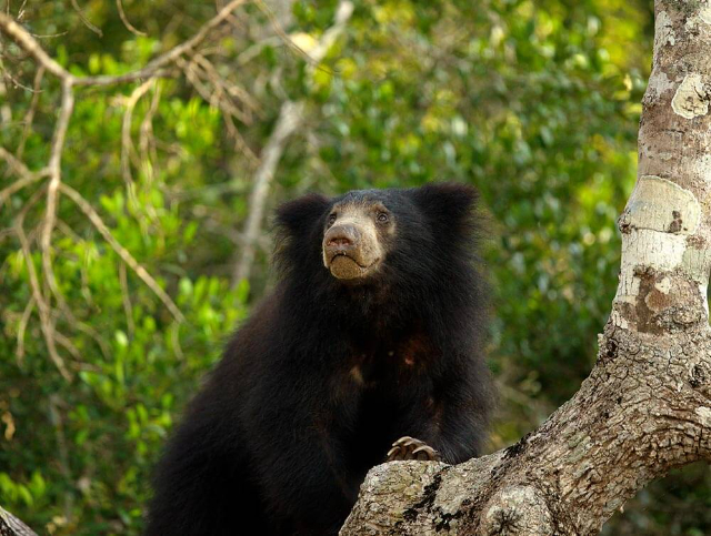 Wilpattu National Park