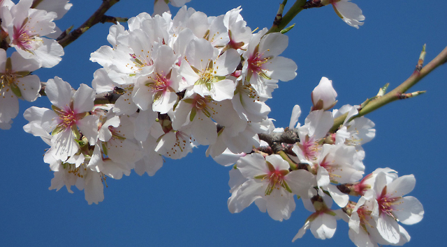 Almendro en Flor - Ivissa | Secret World Trip Planner