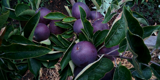 Arkansas Black Apple - Clarksville | Secret World Trip Planner