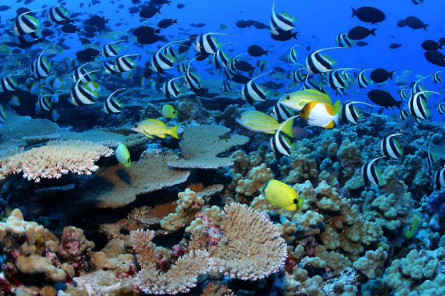 Montego Bay Marine Park - Montego Bay | Secret World Trip Planner