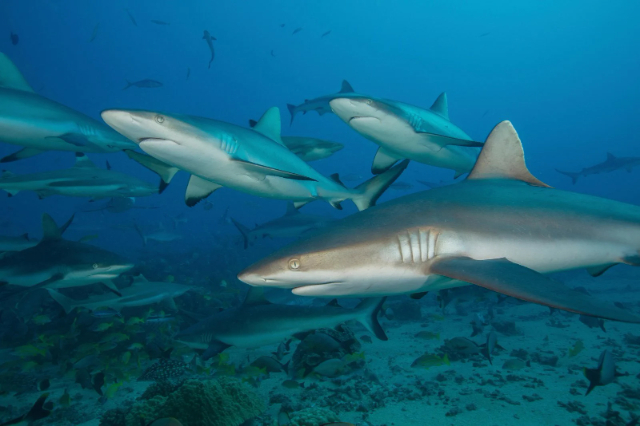 Shark Point Reef - Pigeon Island Nature Trail | Secret World Trip Planner