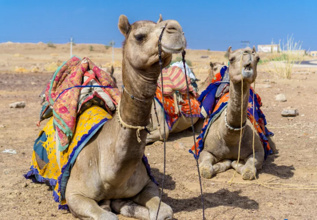 Tharská púšť - Thar Desert | Secret World Trip Planner