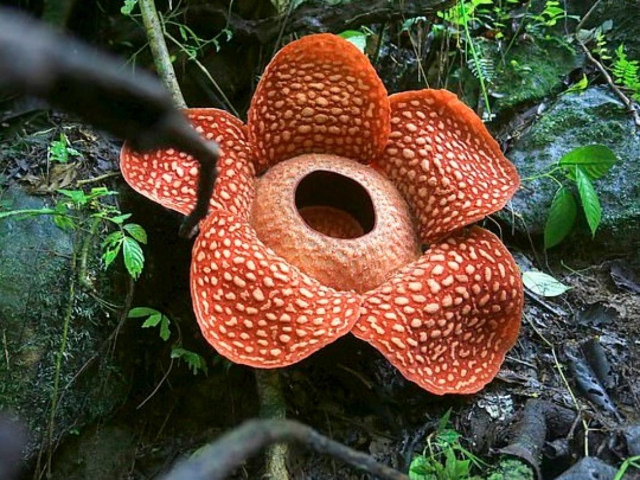 Rafflesia, the world's largest flower - Distretto di Phanom | Secret World Trip Planner