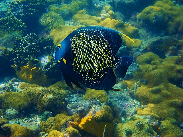 Peixe Azul Marinho - Ilhabela | Secret World Trip Planner