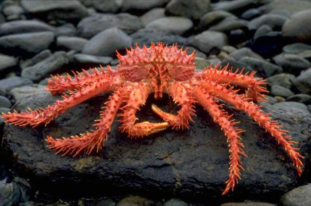 La centolla - Punta Arenas | Secret World Trip Planner
