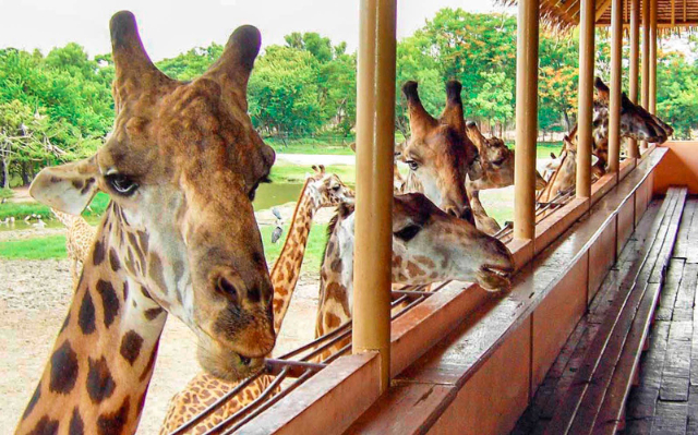 Safari Dünyası Bangkok - Khet Khlong Sam Wa | Secret World Trip Planner