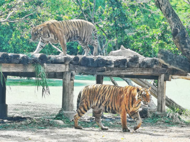 Safari Dünyası Bangkok - Khet Khlong Sam Wa | Secret World Trip Planner