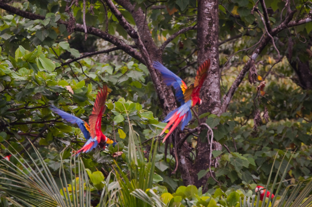 Parco Nazionale Corcovado - Los Patos Sirena Trail | Secret World Trip Planner