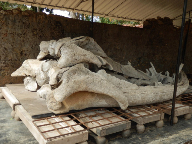 Archaeological Museum, Jaffna - Jaffna | Secret World Trip Planner