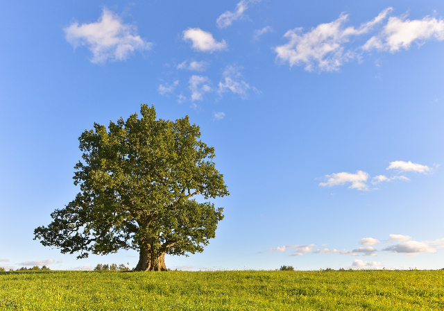La Quercia Tamme-Lauri - Urvaste | Secret World Trip Planner