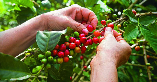 Il caffè Manabí - Manta | Secret World Trip Planner