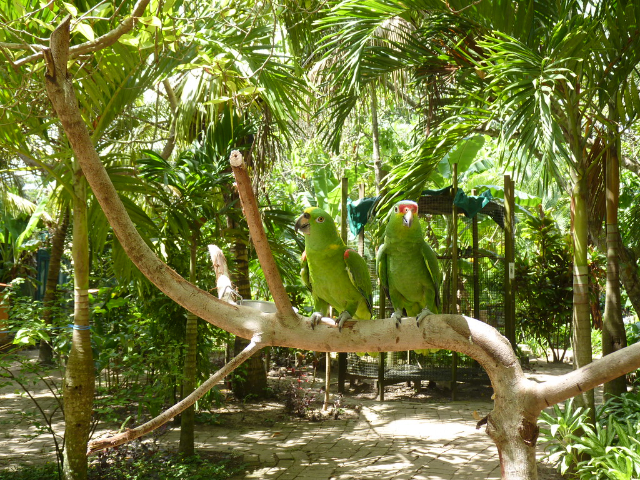 Roatan Butterfly Garden - West End | Secret World Trip Planner