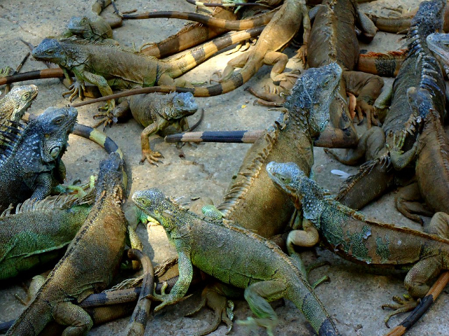 Iguana Farm — French Cay