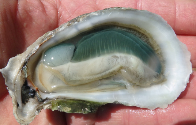 Green Gill Oysters - Carolina Beach | Secret World Trip Planner