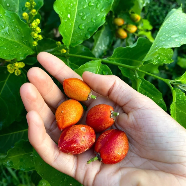 Peanut Butter Fruit - Belém | Secret World Trip Planner