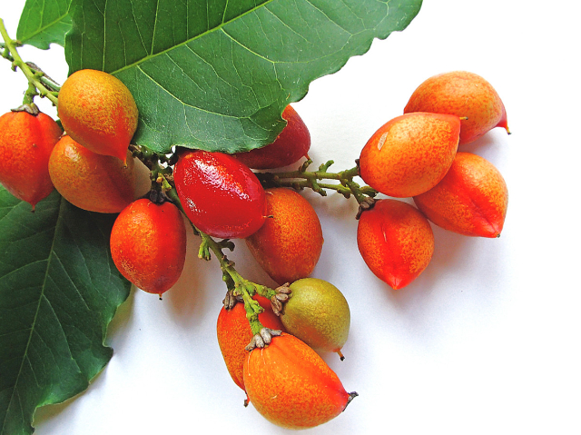 Peanut Butter Fruit - Belém | Secret World Trip Planner